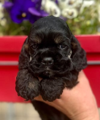 Les chiots de American Cocker Spaniel