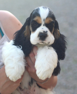 Les chiots de American Cocker Spaniel
