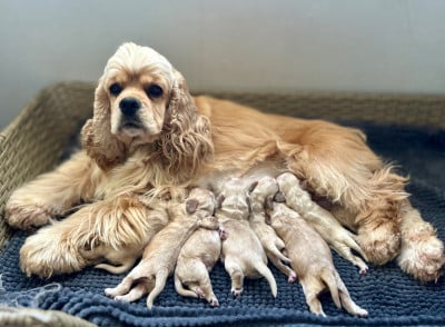 Les chiots de American Cocker Spaniel