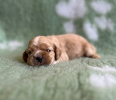 Les chiots de American Cocker Spaniel