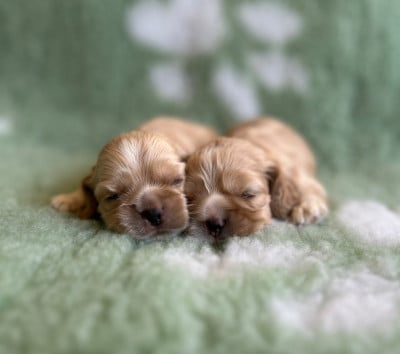 Les chiots de American Cocker Spaniel