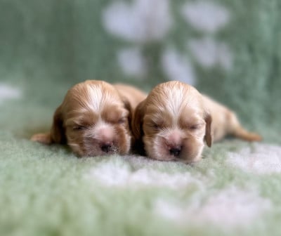 Les chiots de American Cocker Spaniel