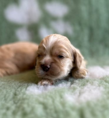 Les chiots de American Cocker Spaniel