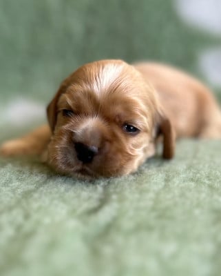 Les chiots de American Cocker Spaniel