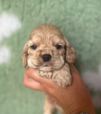 Les chiots de American Cocker Spaniel