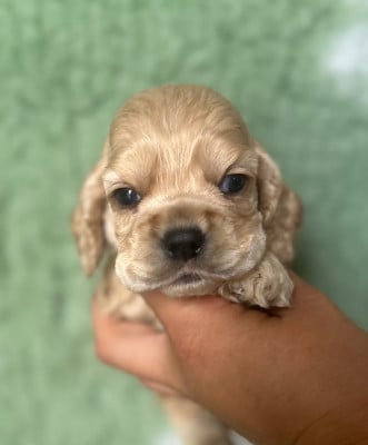 Les chiots de American Cocker Spaniel