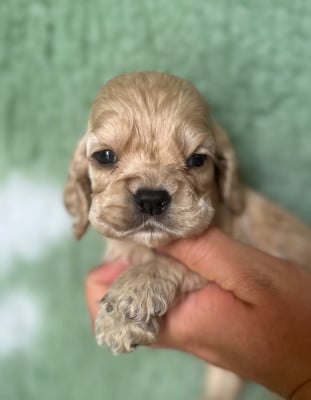 Les chiots de American Cocker Spaniel