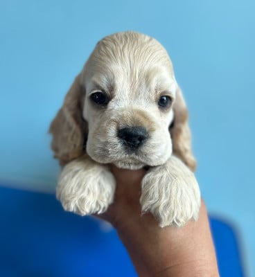 Les chiots de American Cocker Spaniel
