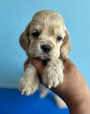 Les chiots de American Cocker Spaniel