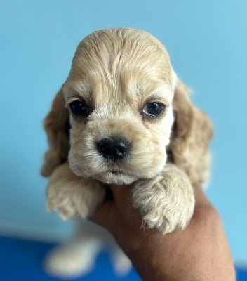 Les chiots de American Cocker Spaniel