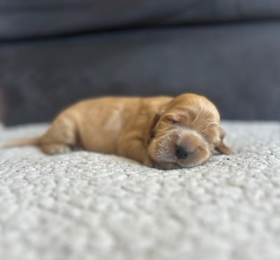 Les chiots de Cocker Spaniel Anglais