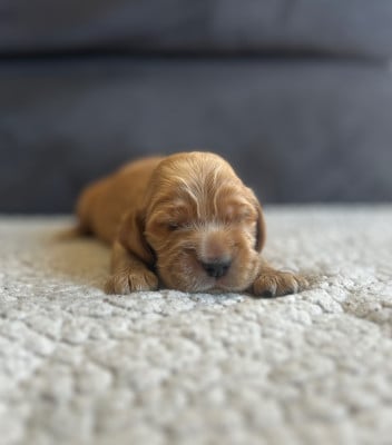 Les chiots de Cocker Spaniel Anglais