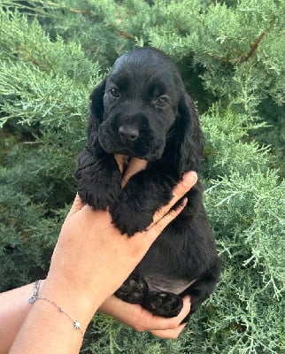 Les chiots de Cocker Spaniel Anglais