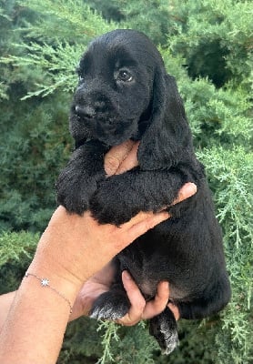Les chiots de Cocker Spaniel Anglais