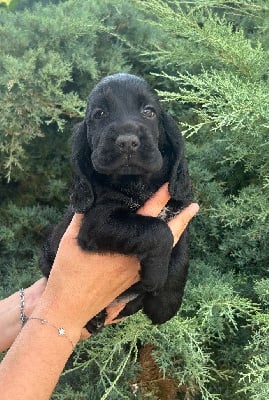 Les chiots de Cocker Spaniel Anglais