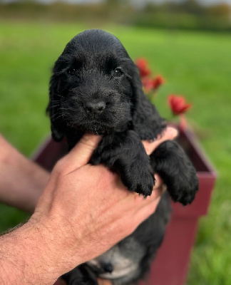 Les chiots de Cocker Spaniel Anglais