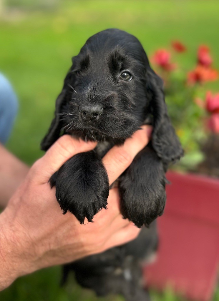 A.......... OF LOVING STAR