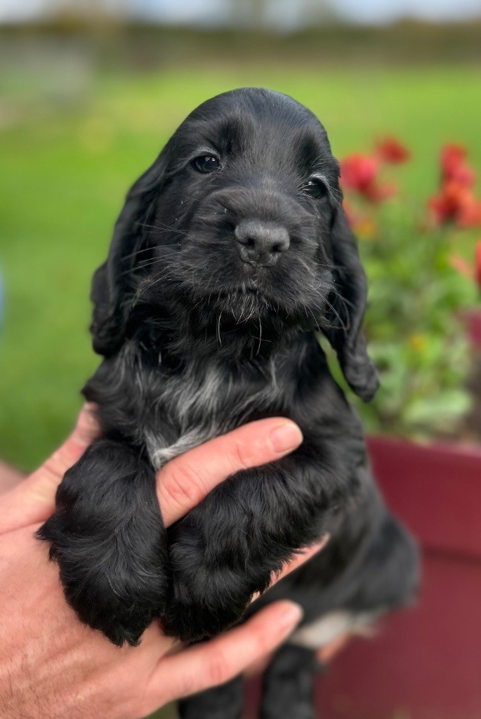 A.......... OF LOVING STAR