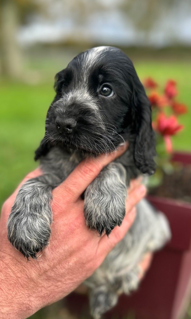 A.......... OF LOVING STAR