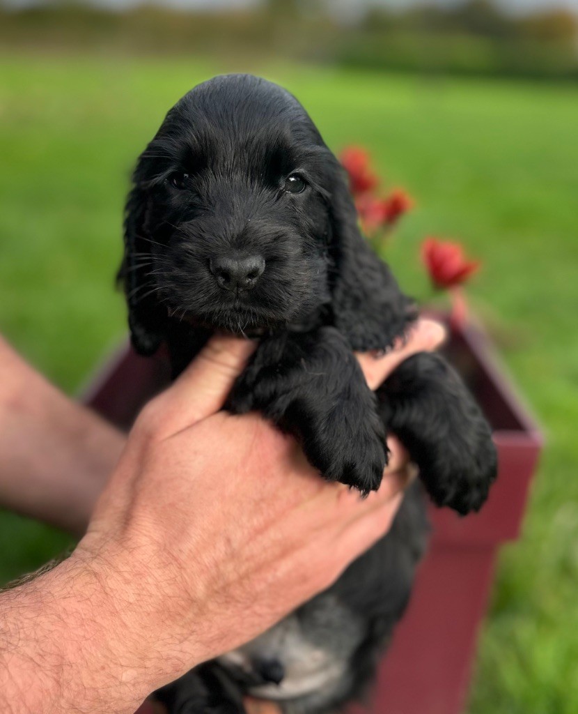 A.......... OF LOVING STAR