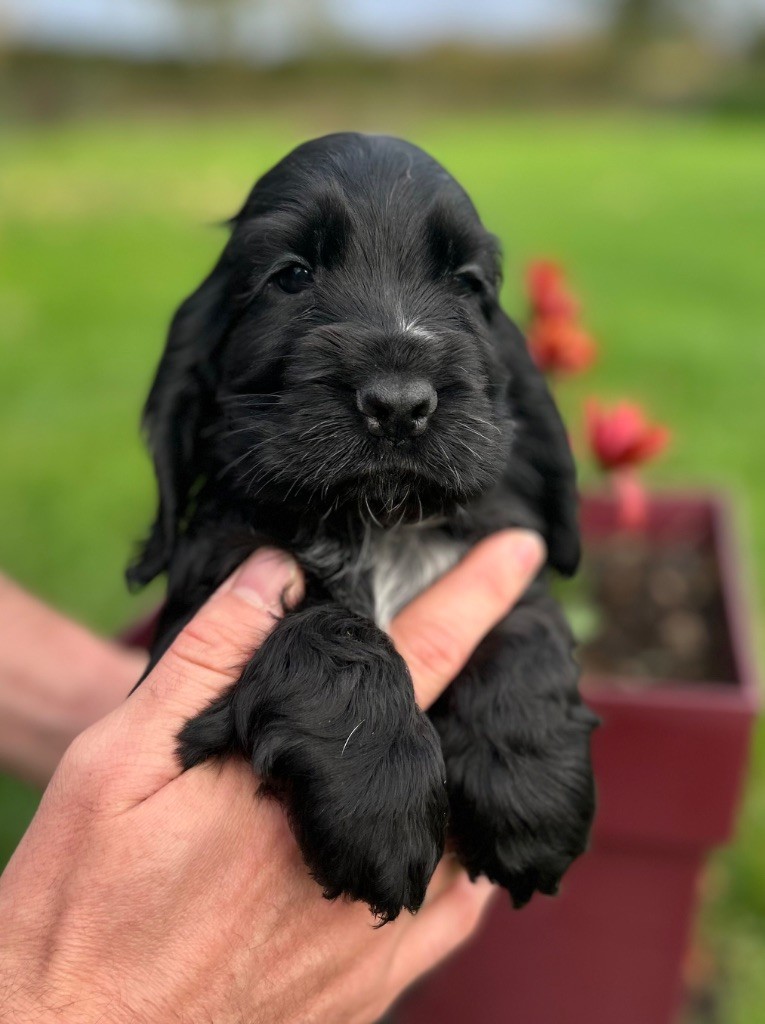 A.......... OF LOVING STAR