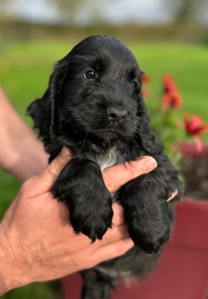 A.......... OF LOVING STAR