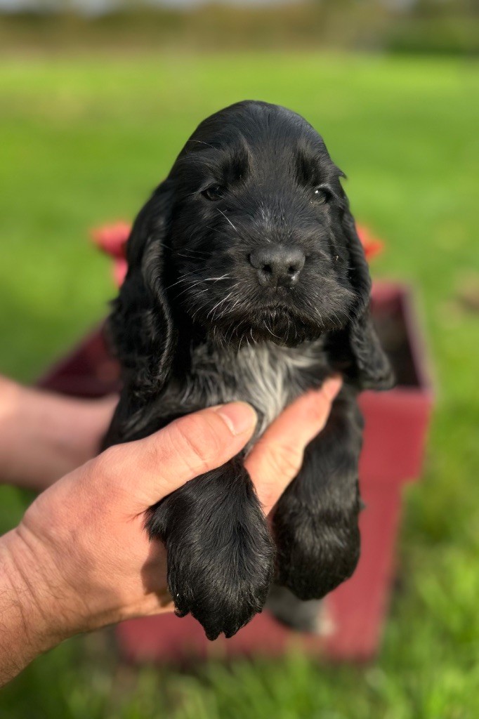 A.......... OF LOVING STAR