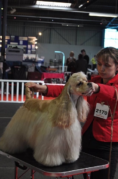 joyful event's Born to win - 2EXC RCACS ( vice champion de France 2014 )