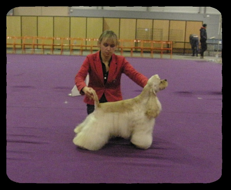 joyful event's Born to win - 1EXC CACS RCACIB (récupère le cacib derrière la classe champion)