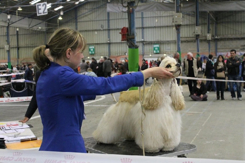 joyful event's Born to win - 1EXC CACS CACIB