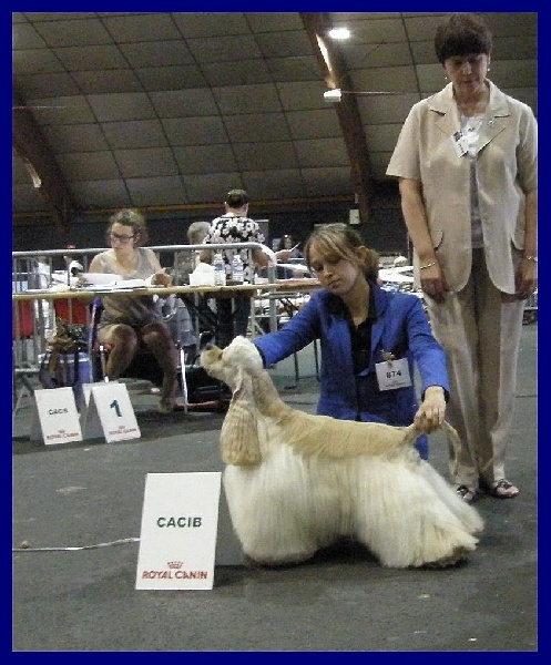 joyful event's Born to win - 1EXC CACS CACIB