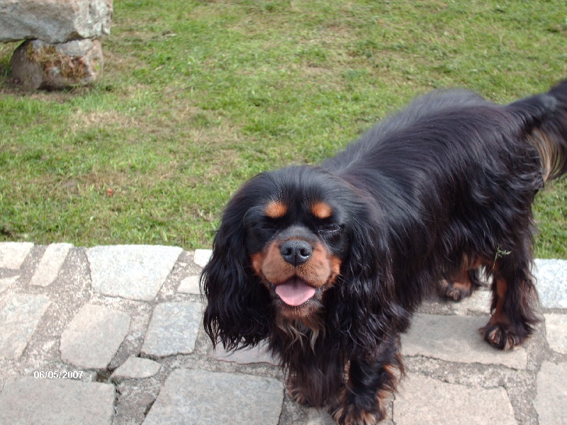 Elevage Cavalier King Charles Cotes D Armor