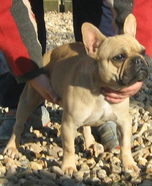 Publication : de la licorne noire Auteur : VERDU Montserrat