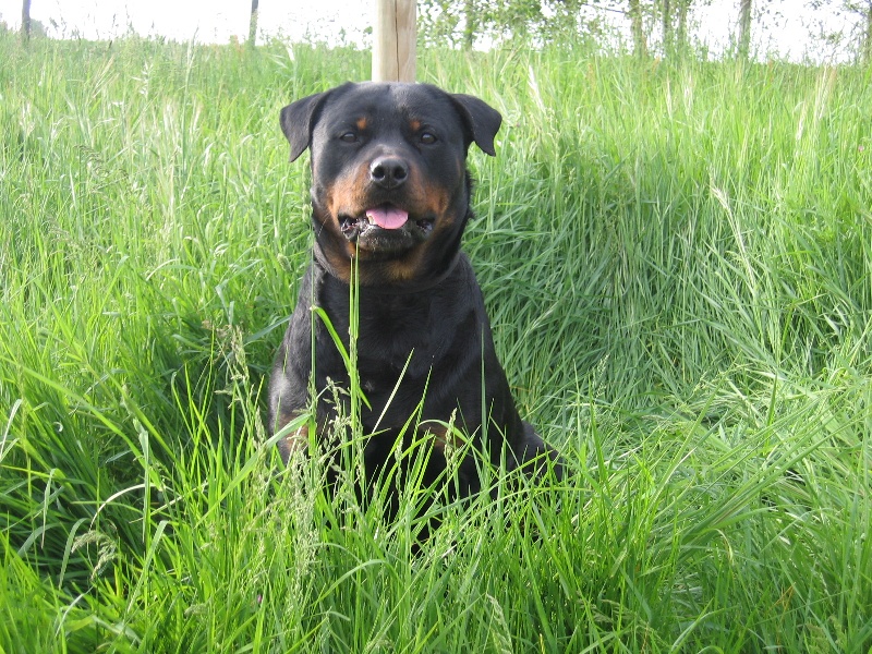 Publication : de la licorne noire Auteur : VERDU Montserrat