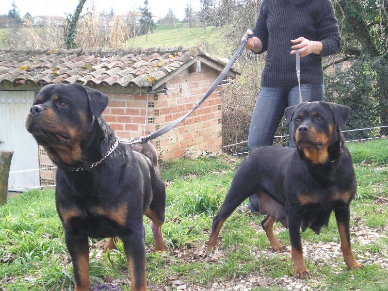 Publication : de la licorne noire Auteur : VERDU Montserrat