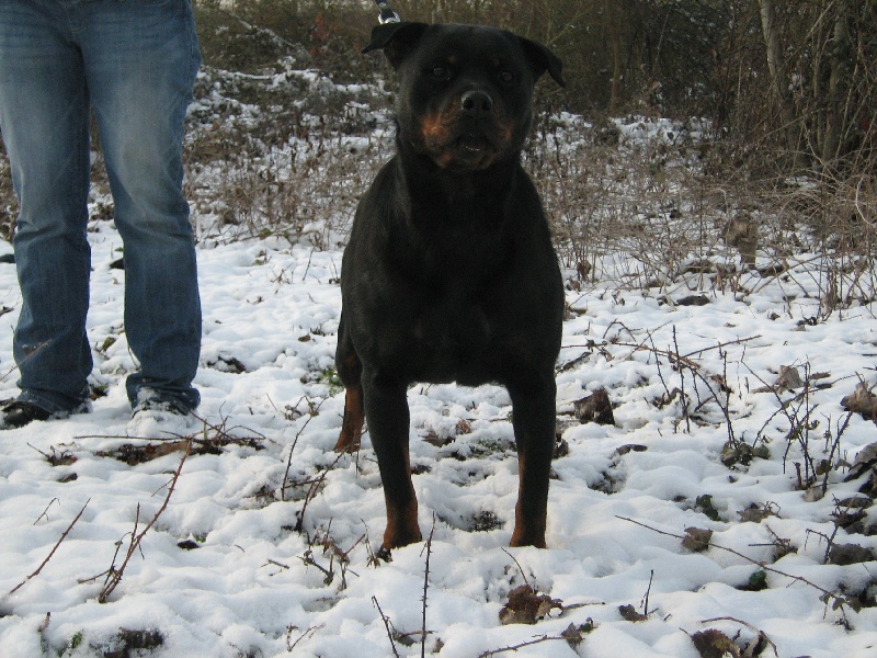 Publication : de la licorne noire Auteur : VERDU Montserrat