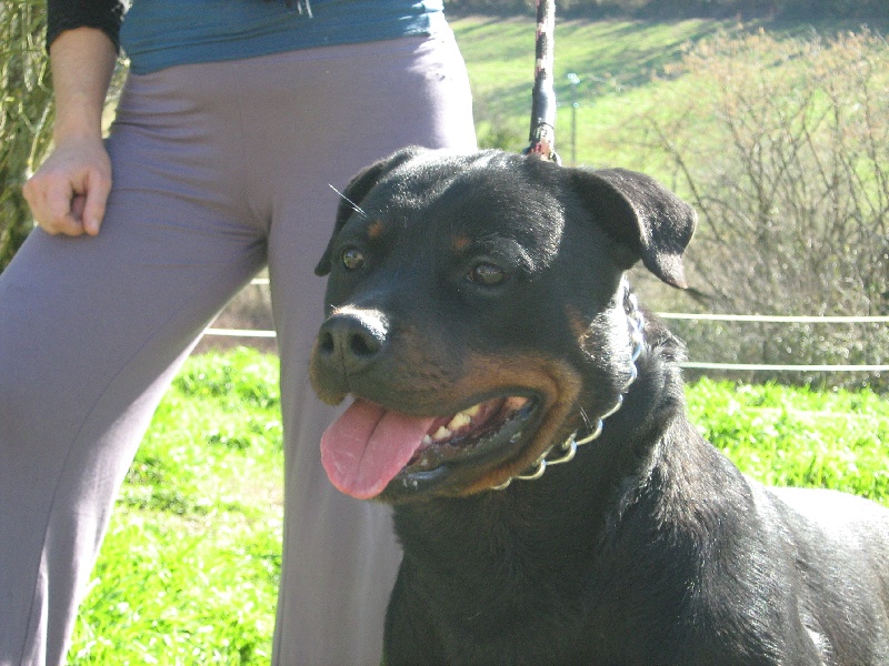 Publication : de la licorne noire Auteur : VERDU Montserrat