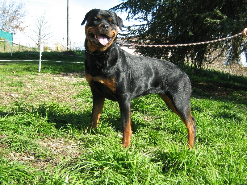 Cyska de la licorne noire