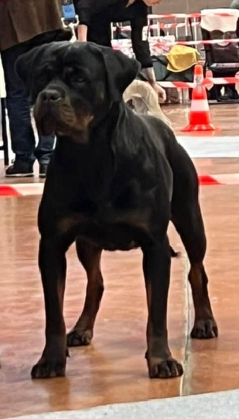 Publication : de la licorne noire Auteur : La Licorne Noire