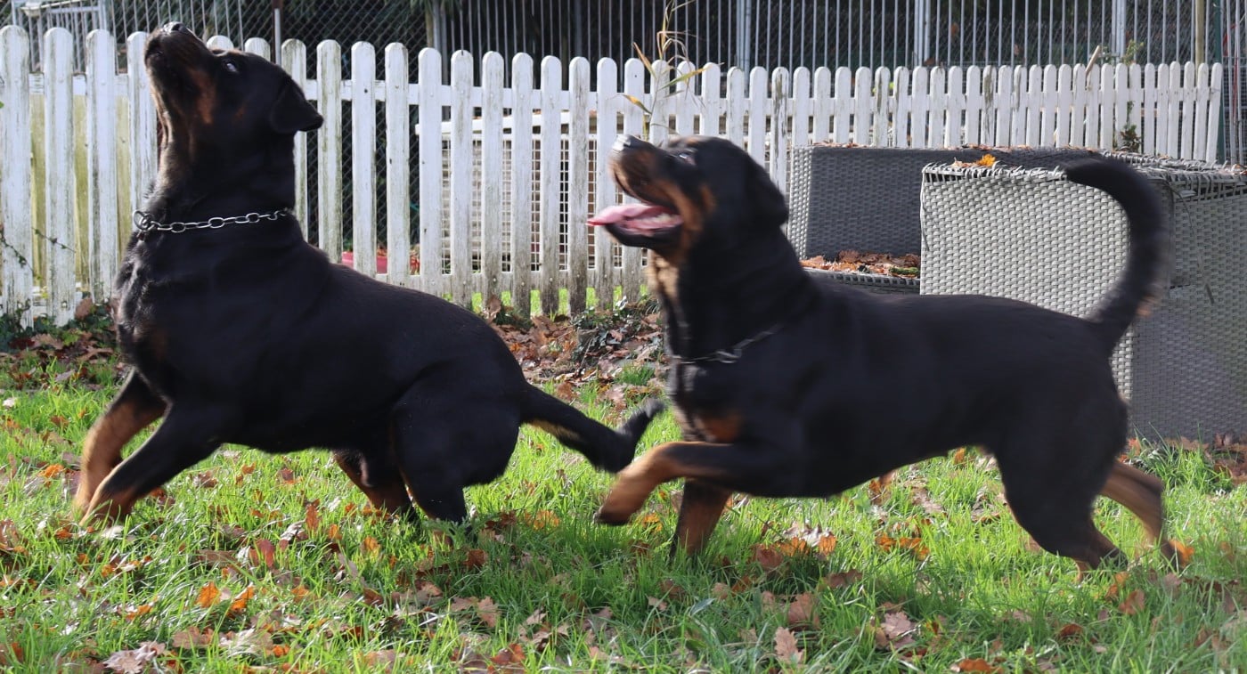 Publication : de la licorne noire Auteur : La Licorne Noire