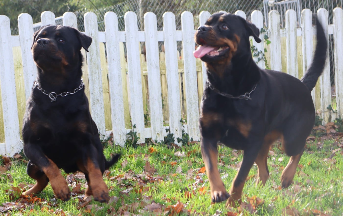 Publication : de la licorne noire Auteur : La Licorne Noire