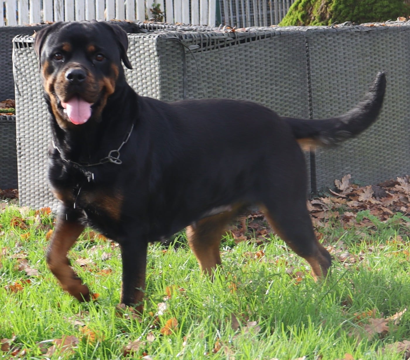 Publication : de la licorne noire Auteur : La Licorne Noire