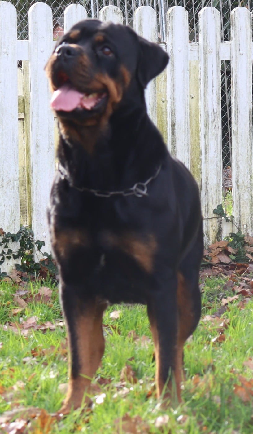 Publication : de la licorne noire Auteur : La Licorne Noire