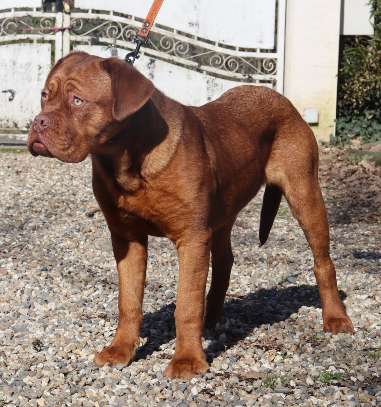 Publication : de la licorne noire