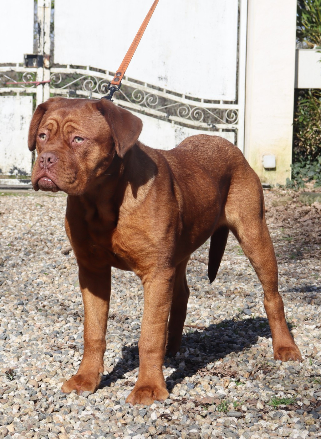 Publication : de la licorne noire