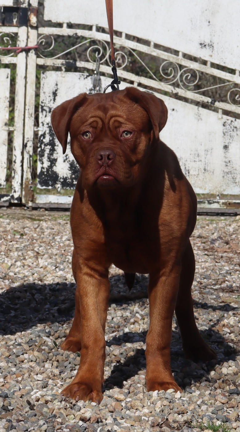 Publication : de la licorne noire