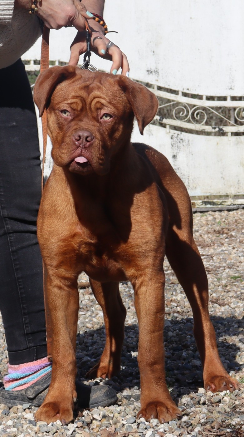 Publication : de la licorne noire