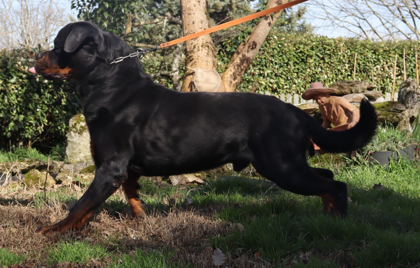 CH. Spartackus de la licorne noire