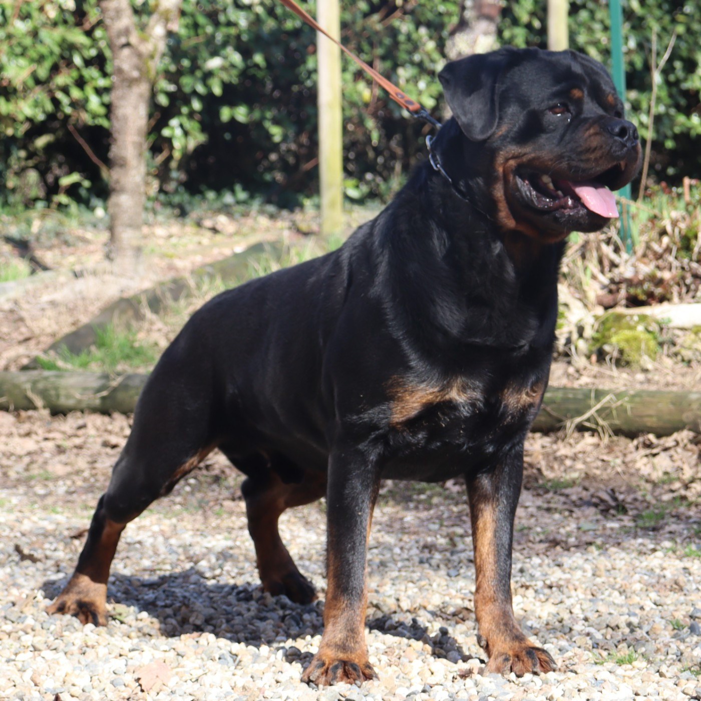 CH. Spartackus de la licorne noire