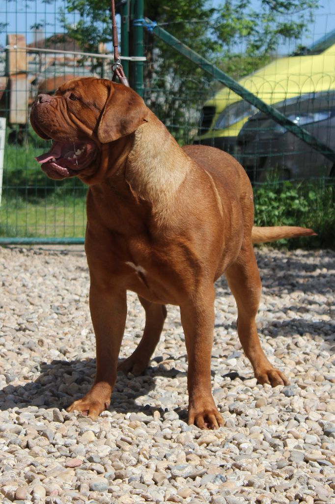 Publication : de la licorne noire Auteur : La Licorne Noire